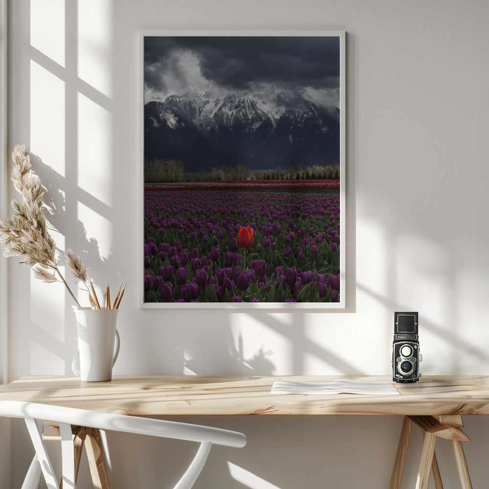 Wall art Tulip in Vancouver, Canada-36X48inches-In White Floating Frame