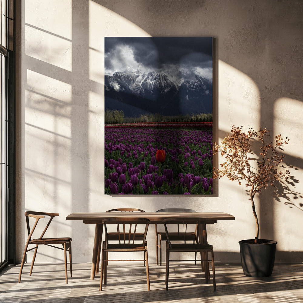 Wall art Tulip in Vancouver, Canada-36X48inches-In Black Floating Frame