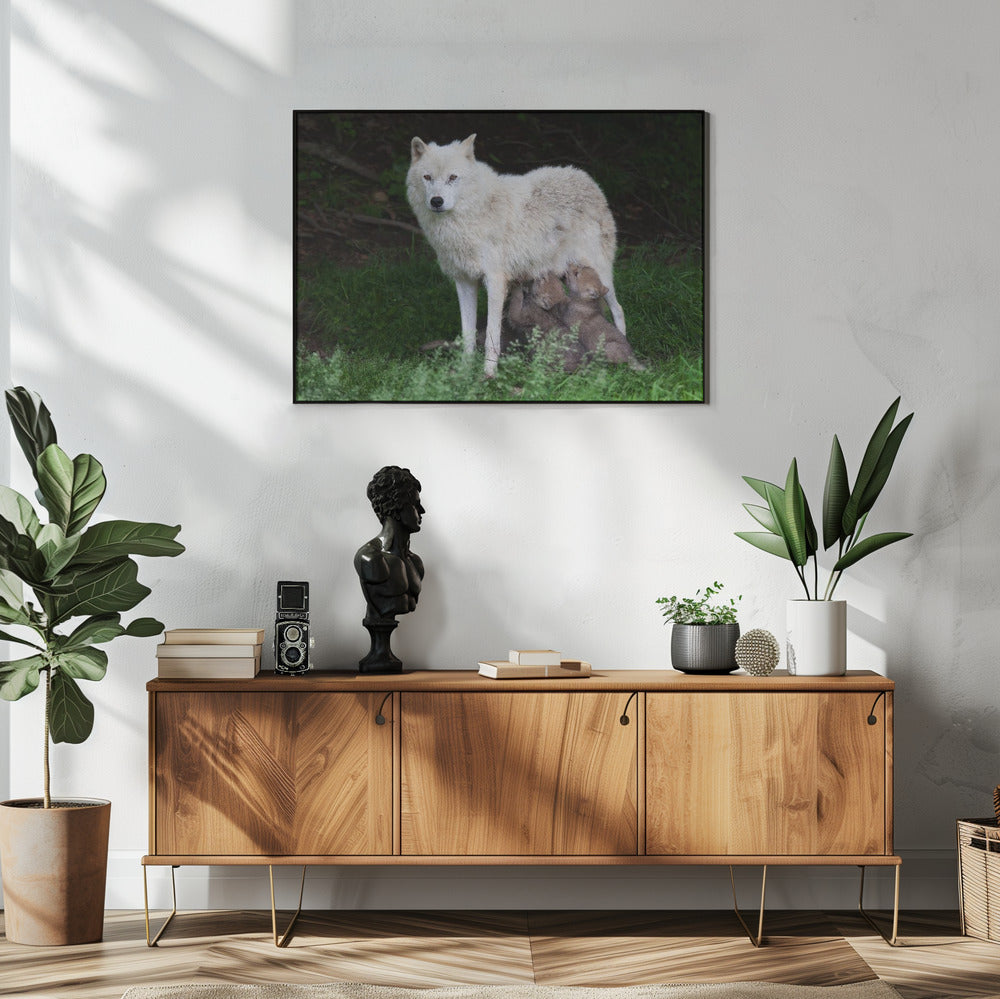 Wall art Arctic Wolves - Remus and Romulus-48X36inches-In White Floating Frame