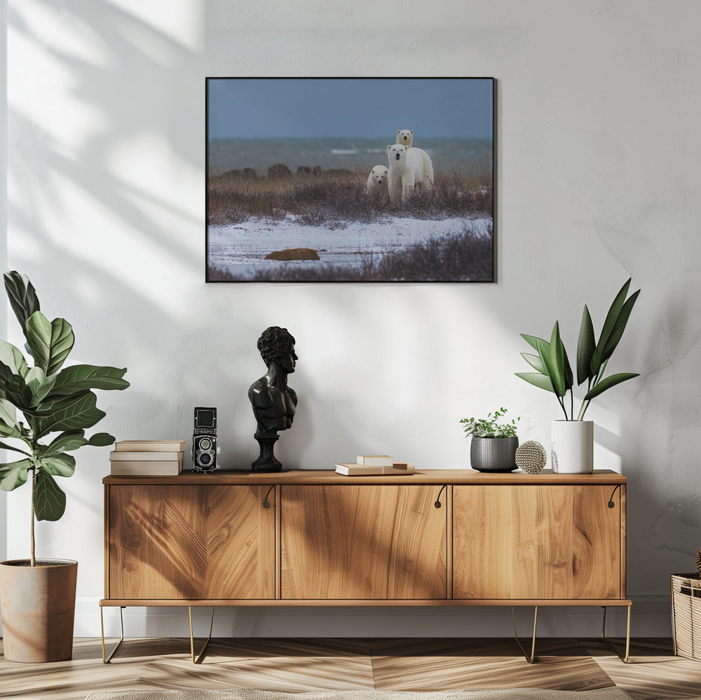 Wall art Mother bear with cubs, Hudson bay in the background-48X36inches-In White Floating Frame
