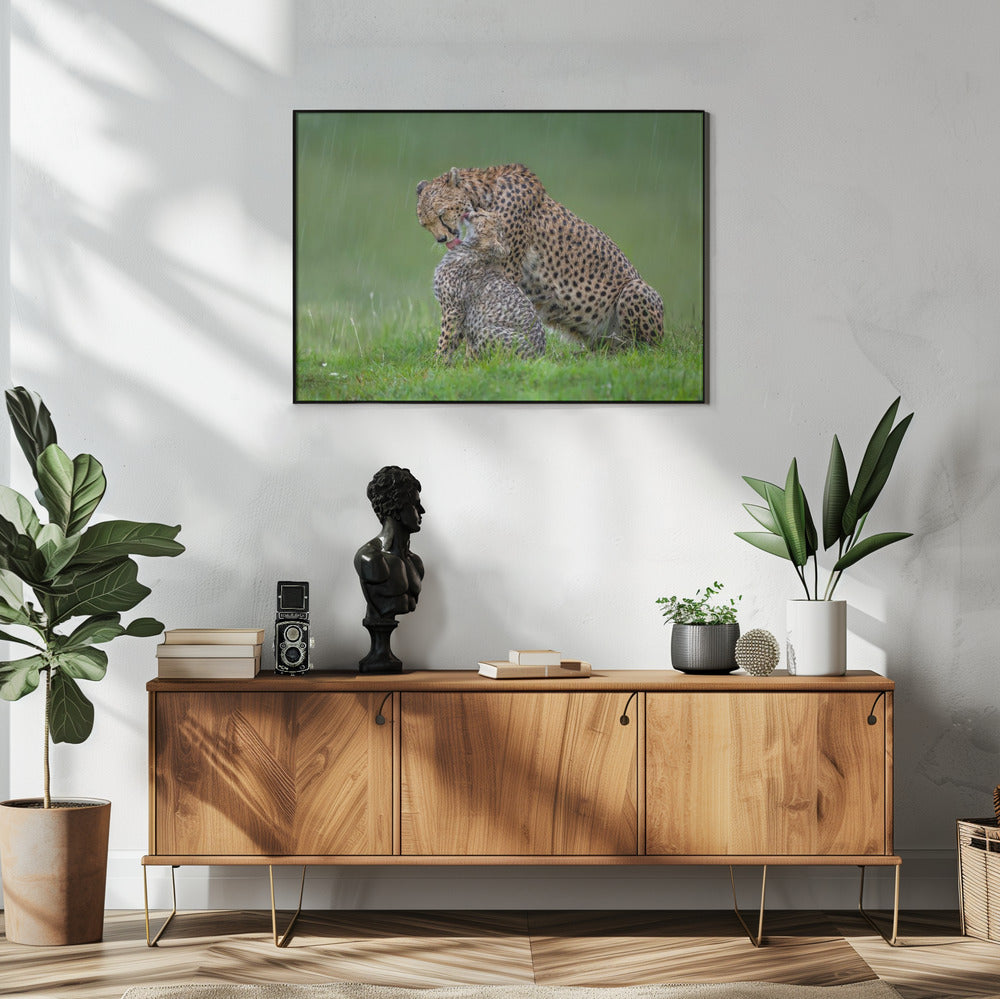 canvas prints Cheetah with cub in the rain.Felines48X36inches- White Frame