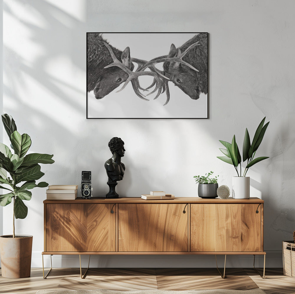 Wall art Eye to Eye - Elk fight-48X36inches-In White Floating Frame