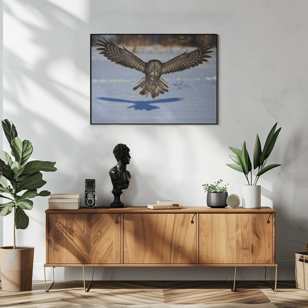 Wall art In your face - Great Grey Owl-48X36inches-In White Floating Frame