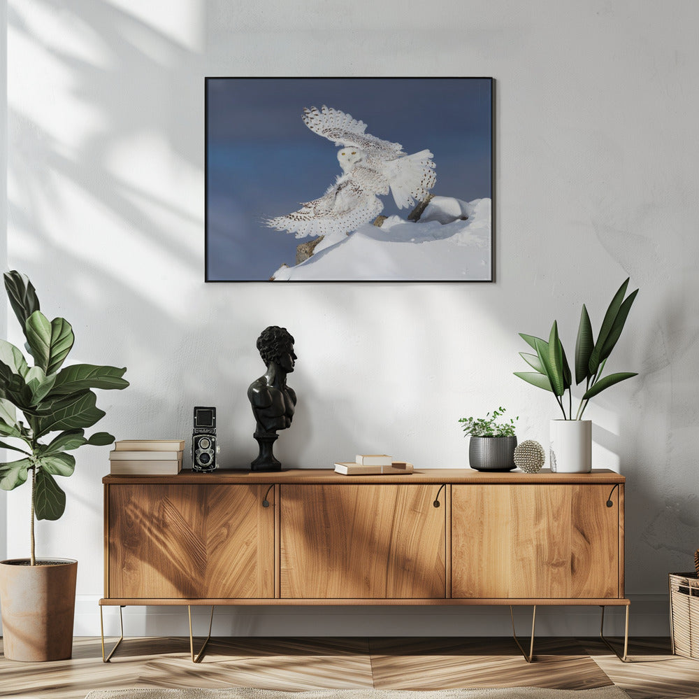Wall art Snowy Owl in Flight-48X36inches-In White Floating Frame