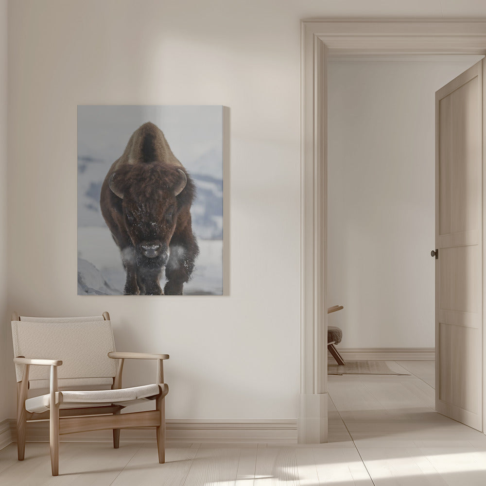 Bison Incoming Wall Artwork 0
