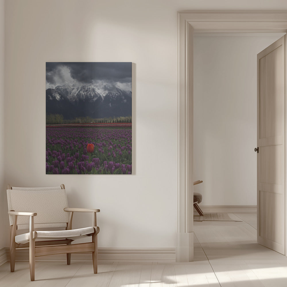 Wall art Tulip in Vancouver, Canada-16X20inches-In White Floating Frame