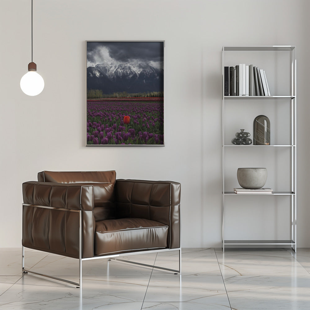 Wall art Tulip in Vancouver, Canada-16X20inches-In Black Floating Frame