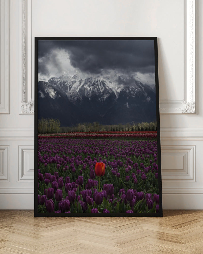 Wall art Tulip in Vancouver, Canada-36X48inches-Gallery Wrapped (Ready to Hang)