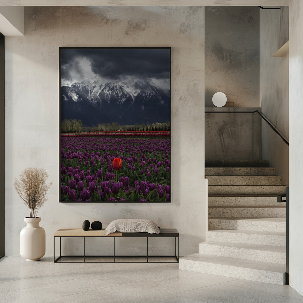 Wall art Tulip in Vancouver, Canada-16X20inches-Gallery Wrapped (Ready to Hang)