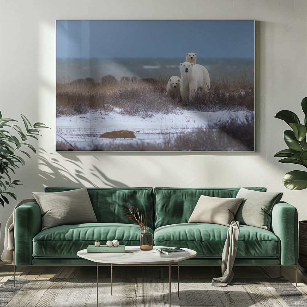 Wall art Mother bear with cubs, Hudson bay in the background-20X16inches-Gallery Wrapped (Ready to Hang)