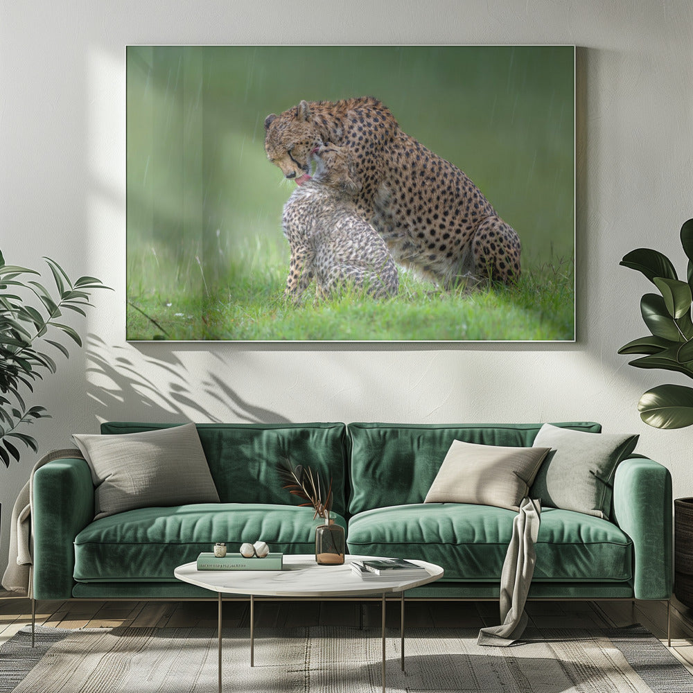 canvas prints Cheetah with cub in the rain.Felines20X16inches- Unframed