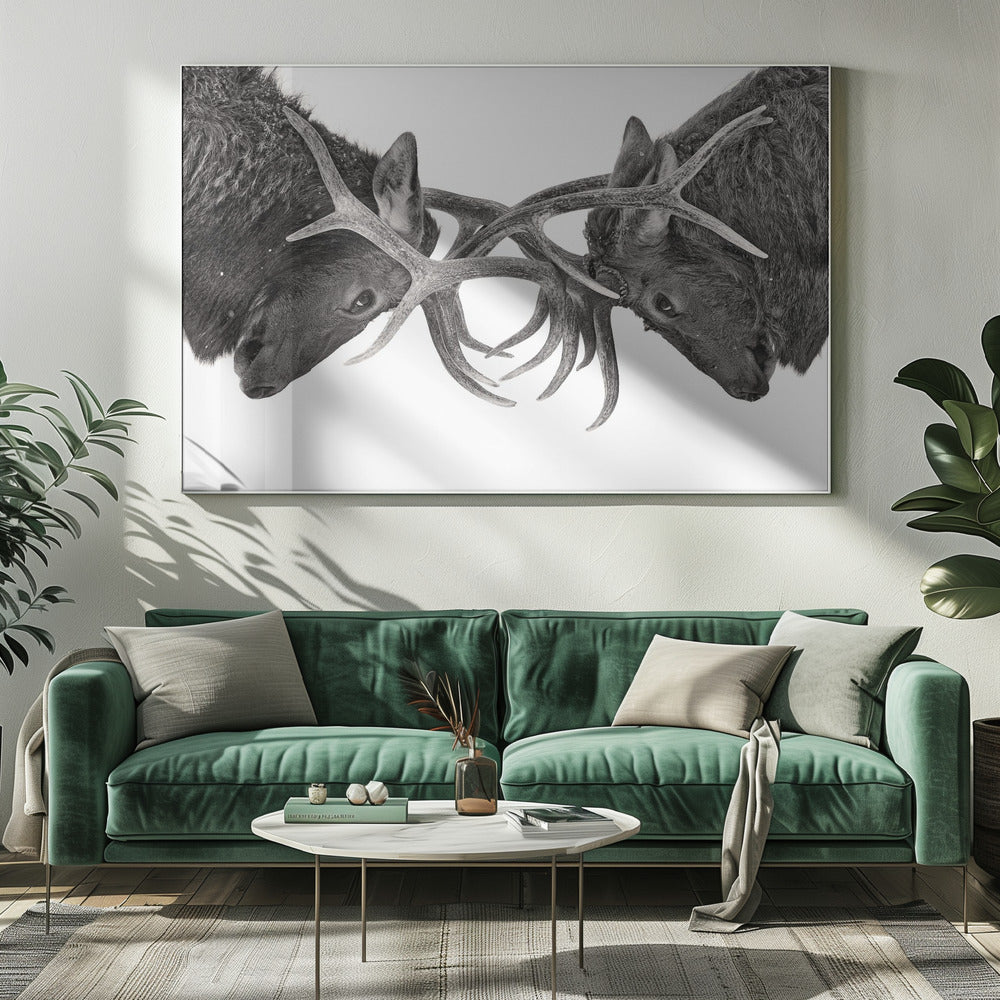 Wall art Eye to Eye - Elk fight-20X16inches-Gallery Wrapped (Ready to Hang)