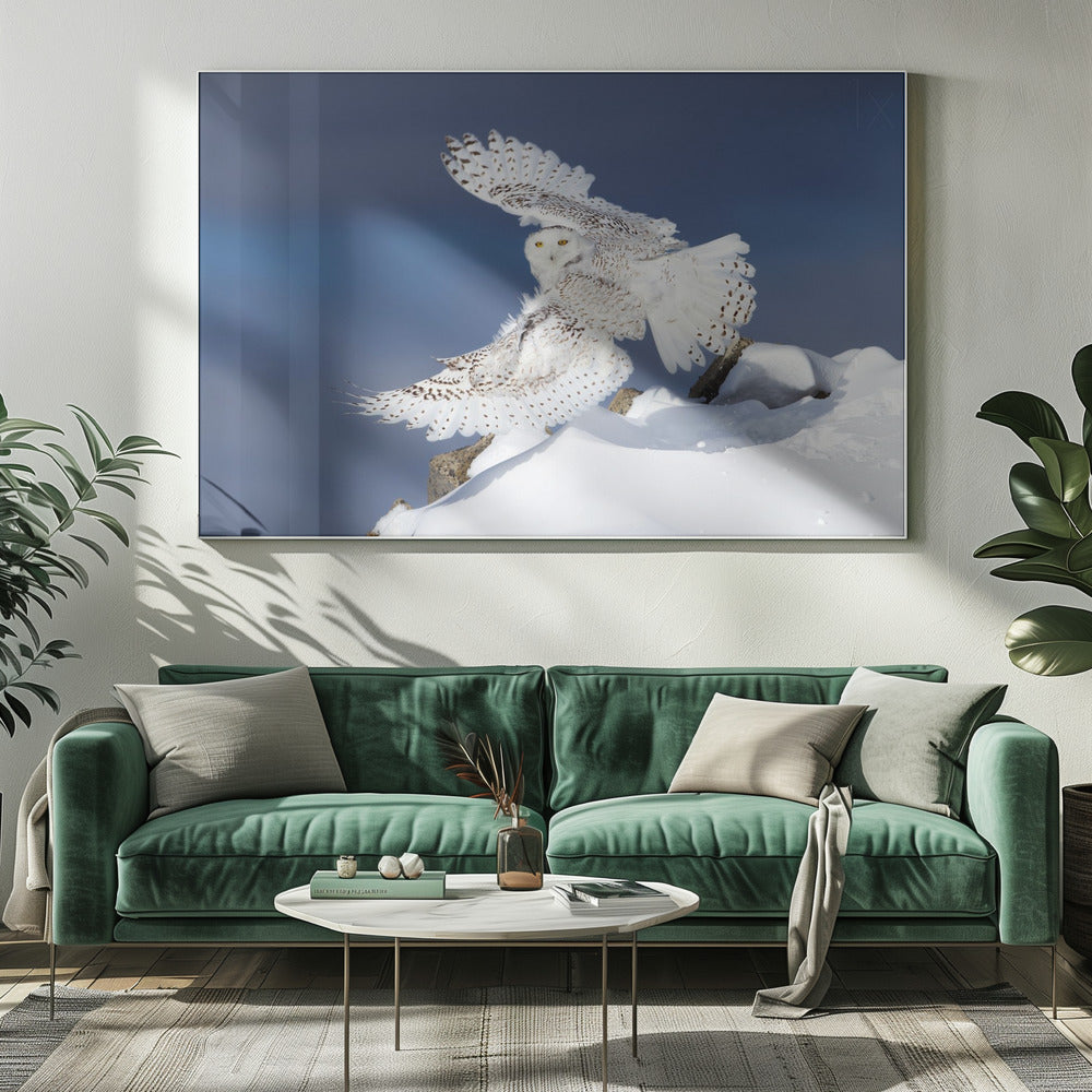Wall art Snowy Owl in Flight-20X16inches-Gallery Wrapped (Ready to Hang)