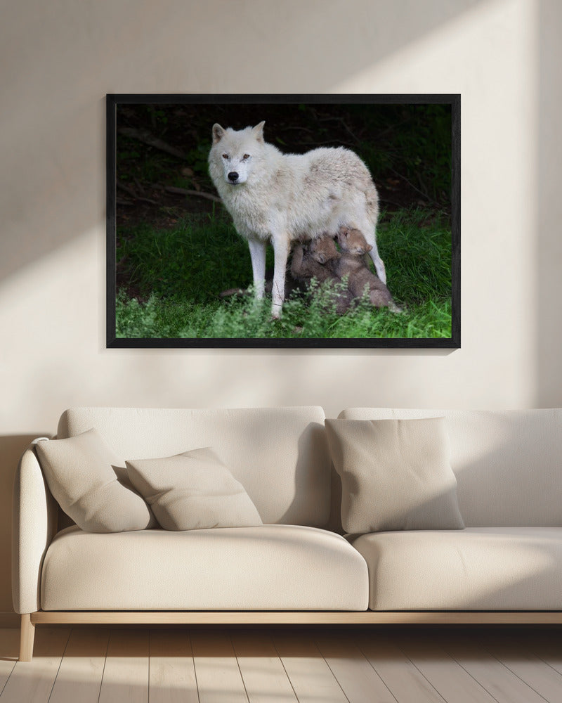Wall art Arctic Wolves - Remus and Romulus-20X16inches-In Black Floating Frame