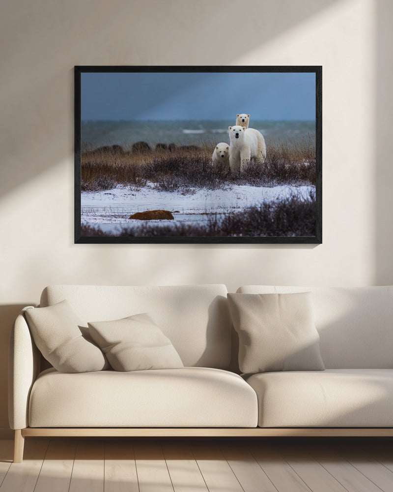 Wall art Mother bear with cubs, Hudson bay in the background-20X16inches-In Black Floating Frame