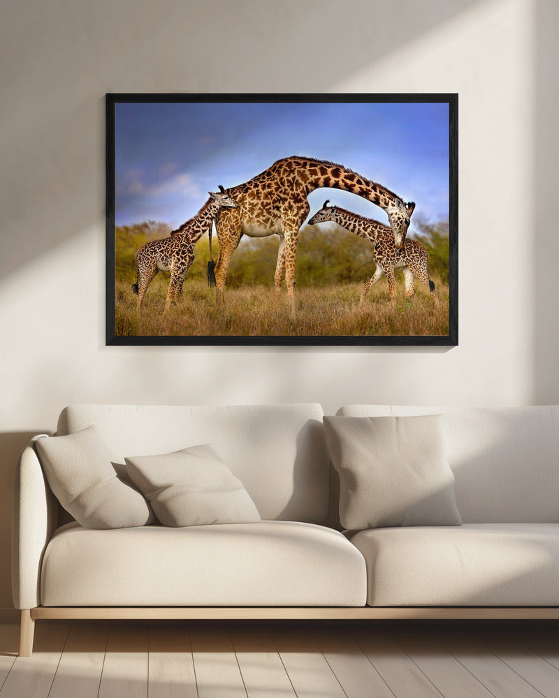 Artwork Giraffe with cubs20X16inches- Black Frame