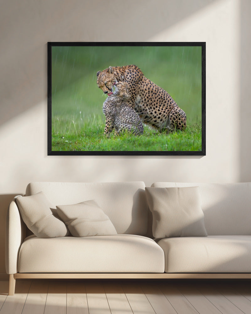 canvas prints Cheetah with cub in the rain.Felines20X16inches- Black Frame