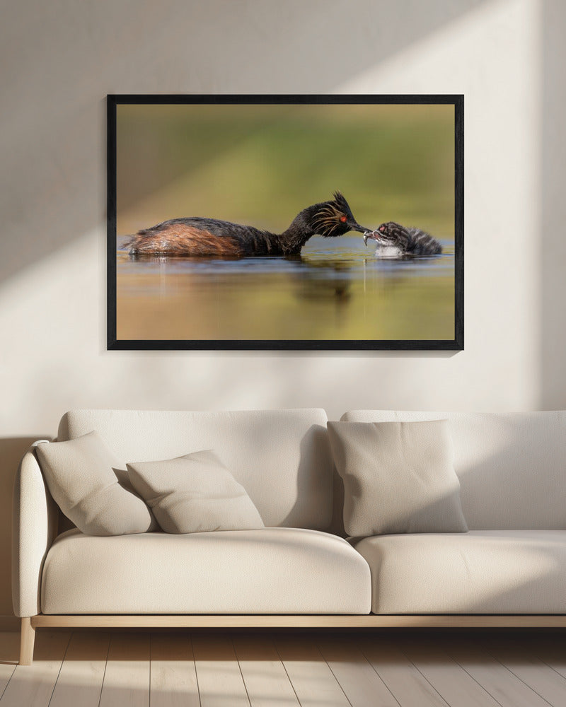 canvas prints Feeding20X16inches- Black Frame