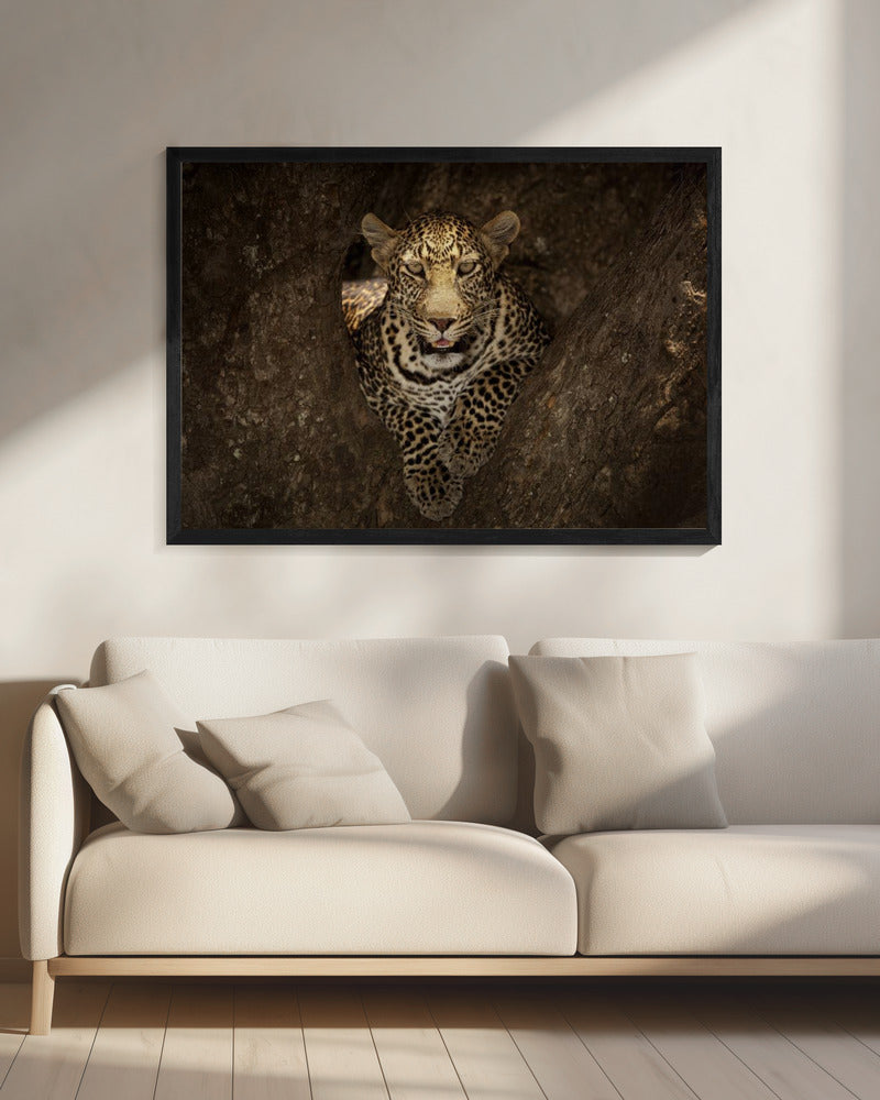 Artwork Leopard Resting on a Tree at Masai Mara20X16inches- Black Frame