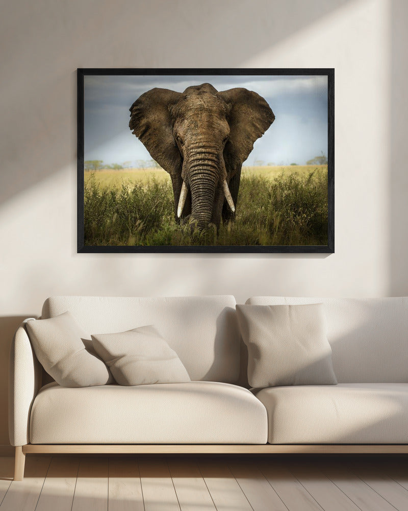 Artwork Encounters in Serengeti. Elephant20X16inches- Black Frame