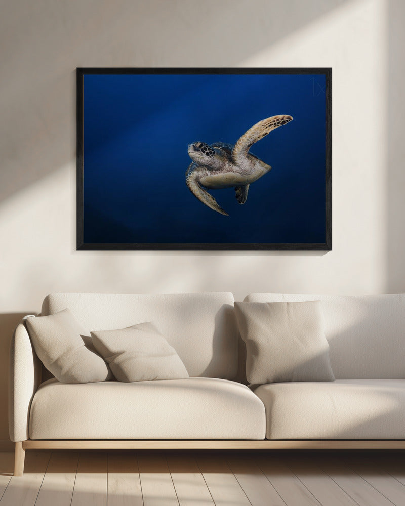 Wall art Green Turtle-20X16inches-In Black Floating Frame