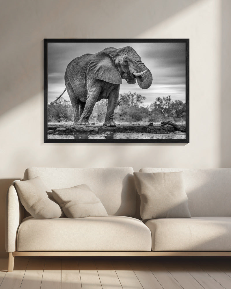 Artwork Standing Proud. Elephant20X16inches- Black Frame