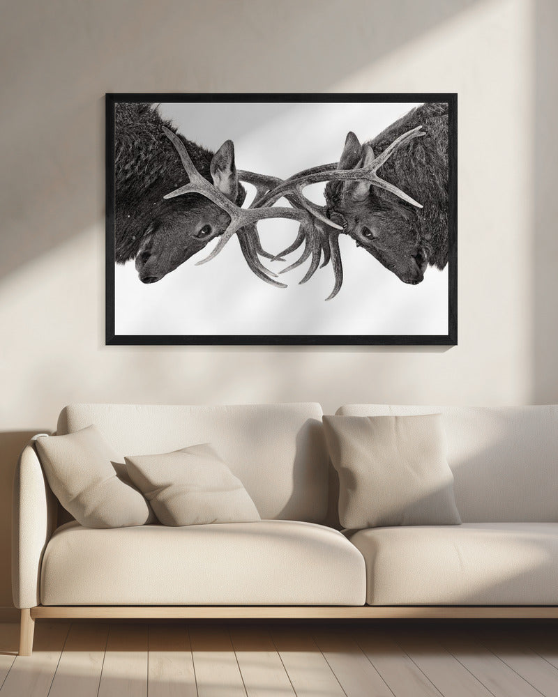 Wall art Eye to Eye - Elk fight-20X16inches-In Black Floating Frame