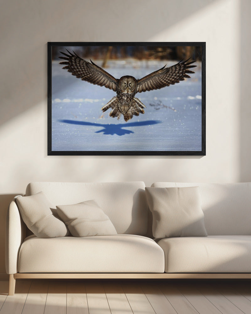 Wall art In your face - Great Grey Owl-20X16inches-In Black Floating Frame