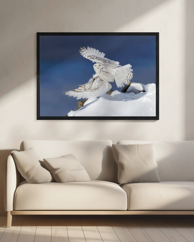 Wall art Snowy Owl in Flight-20X16inches-In Black Floating Frame
