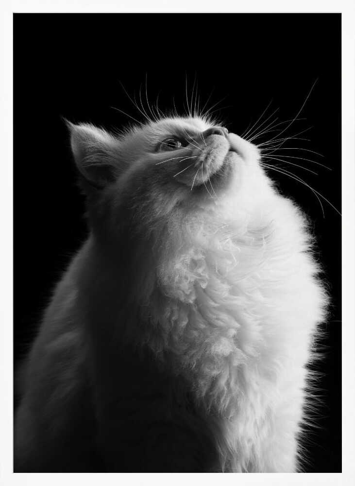 Wall art White in Black