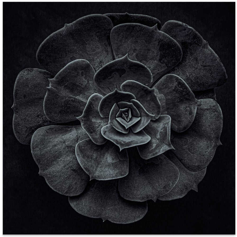 Wall art Cactus flower