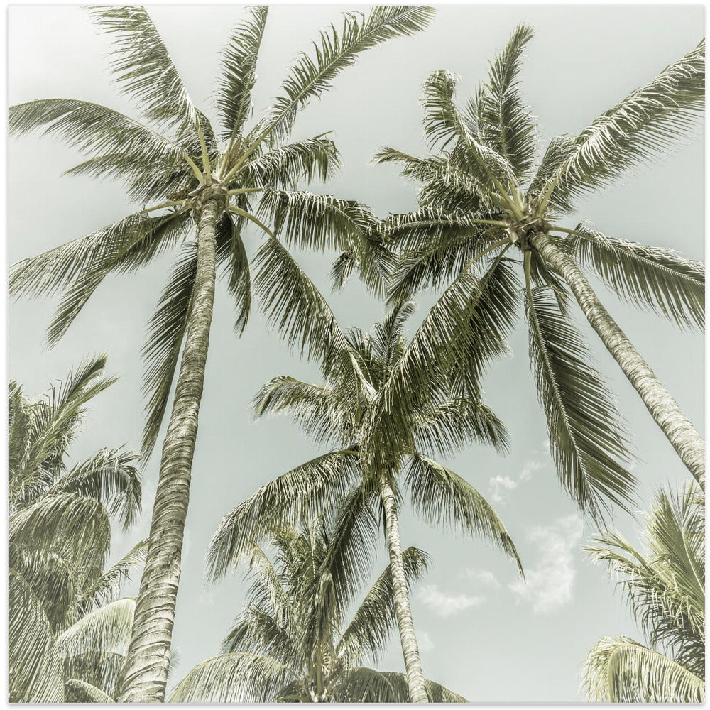 Lovely Vintage Palm Trees Wall Artwork In White Floating Frame