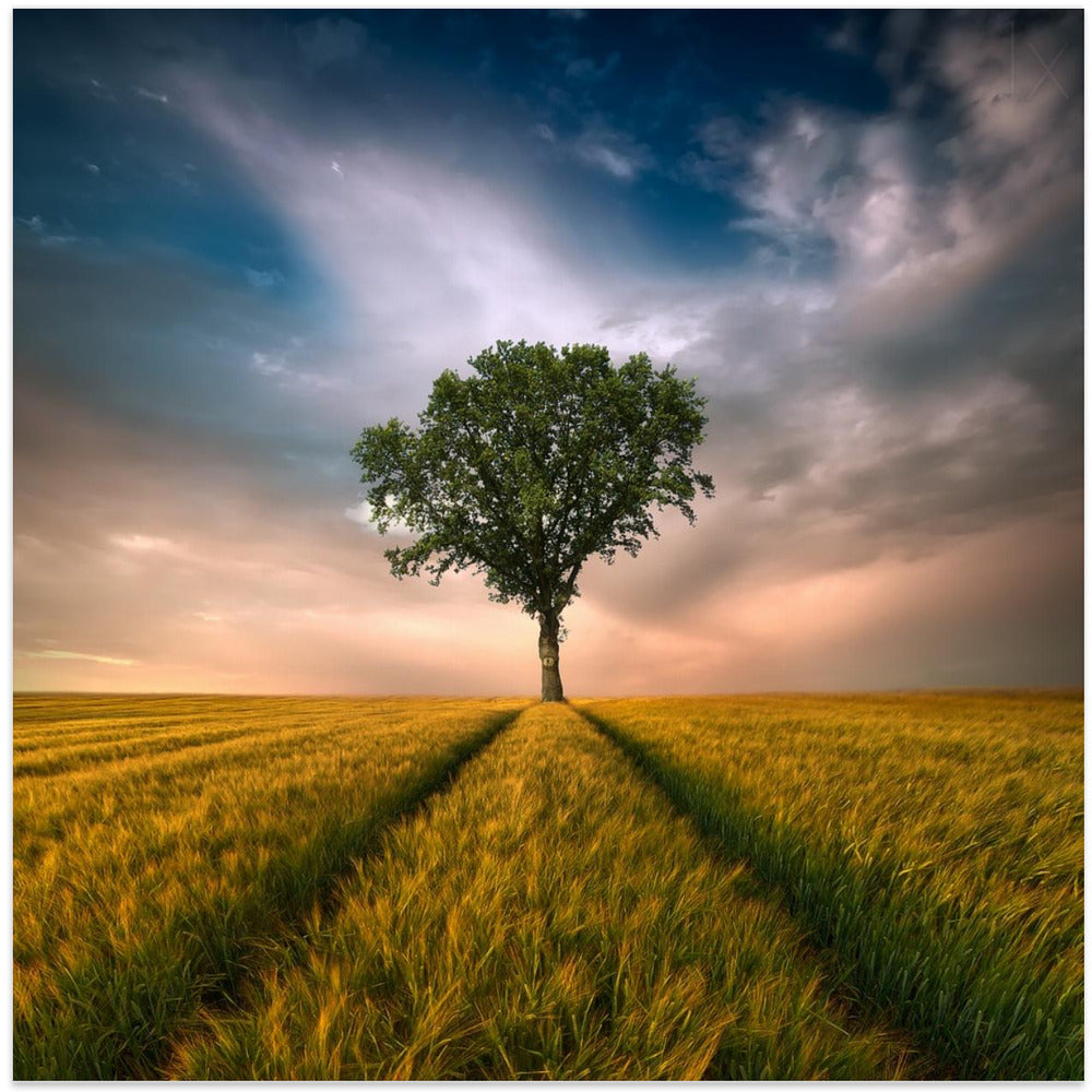 Artwork One24X24inches- White Frame