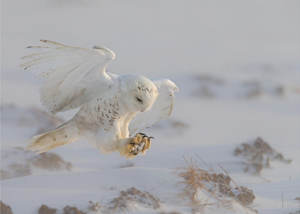 Wall art Landing-48X36inches-Gallery Wrapped (Ready to Hang)