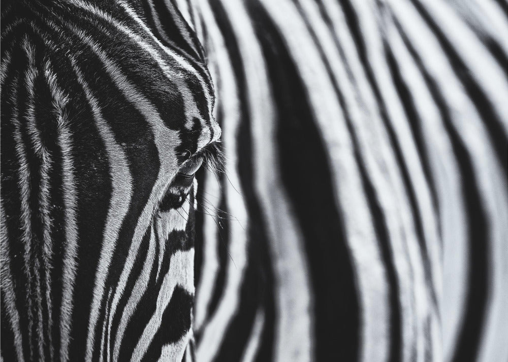 Artwork- The look of nature-20X16inches-In Black Floating Frame