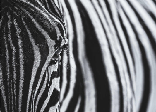 Artwork- The look of nature-20X16inches-In Black Floating Frame