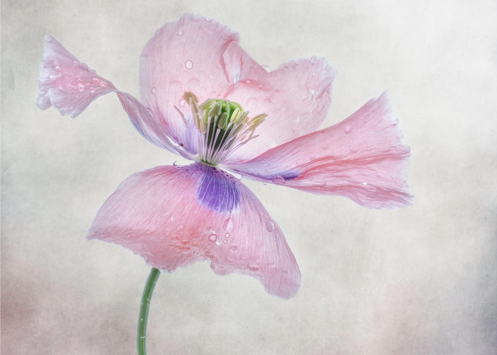 Pastel poppy Wall Artwork In Black Floating Frame
