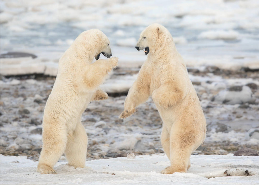 Wall art Fight !-48X36inches-Gallery Wrapped (Ready to Hang)