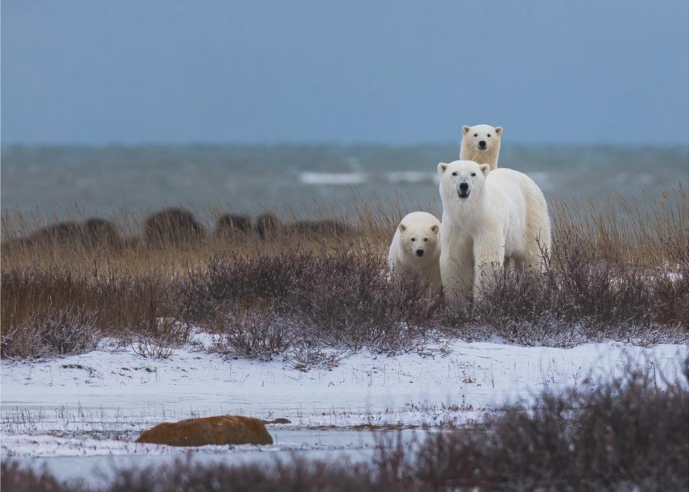 Wall art Mother bear with cubs, Hudson bay in the background-48X36inches-Gallery Wrapped (Ready to Hang)