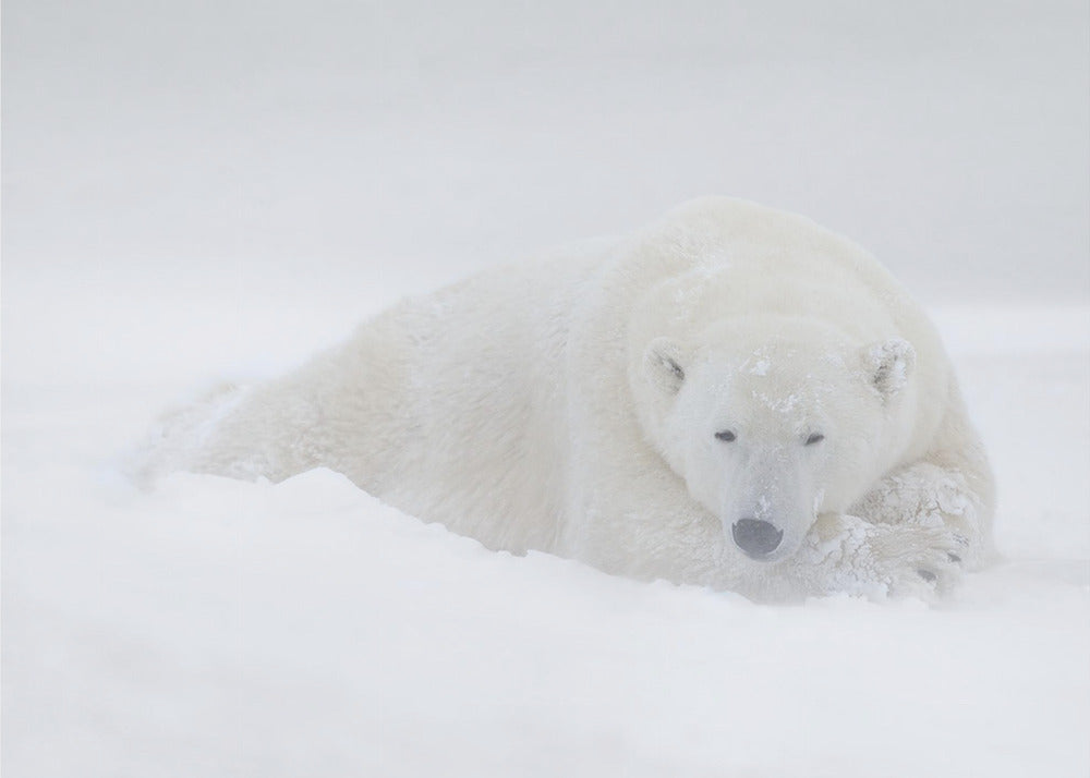 Wall art White-48X36inches-Gallery Wrapped (Ready to Hang)