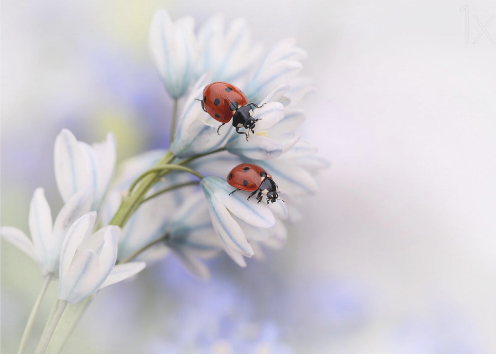Artwork Ladybirds48X36inches- Unframed
