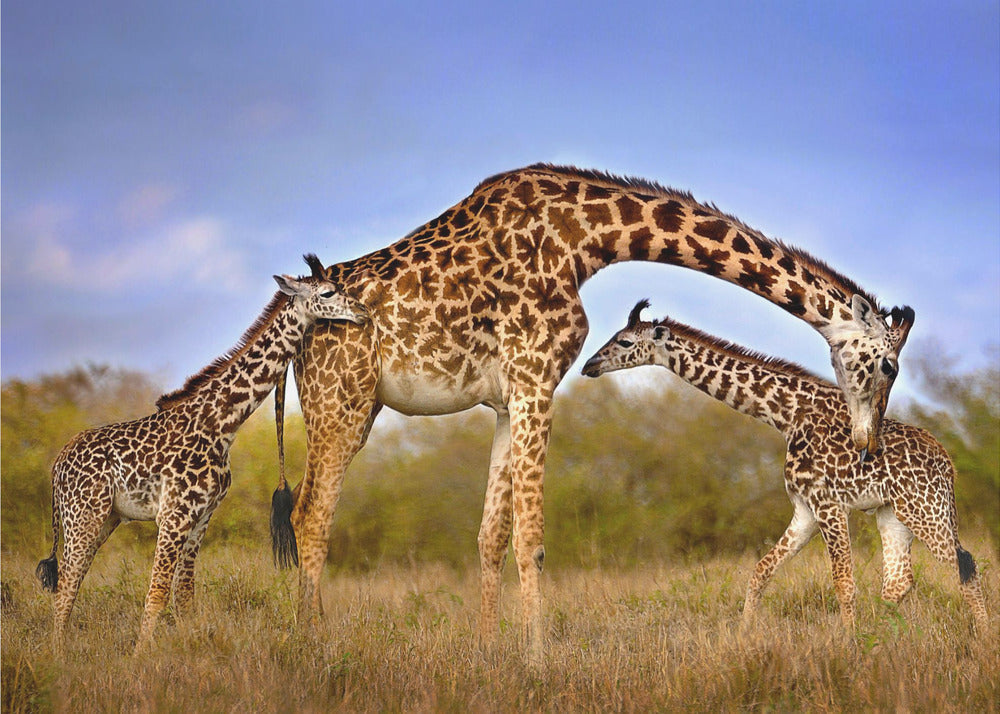 Artwork Giraffe with cubs48X36inches- Unframed