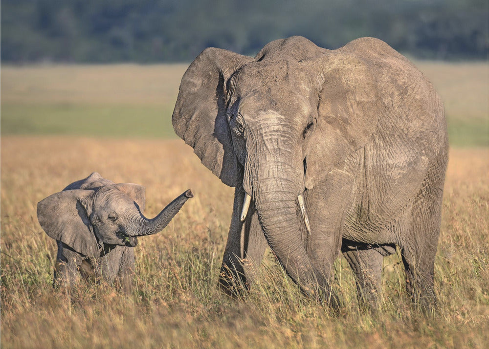 Artwork Mom elephant with calf48X36inches- Unframed