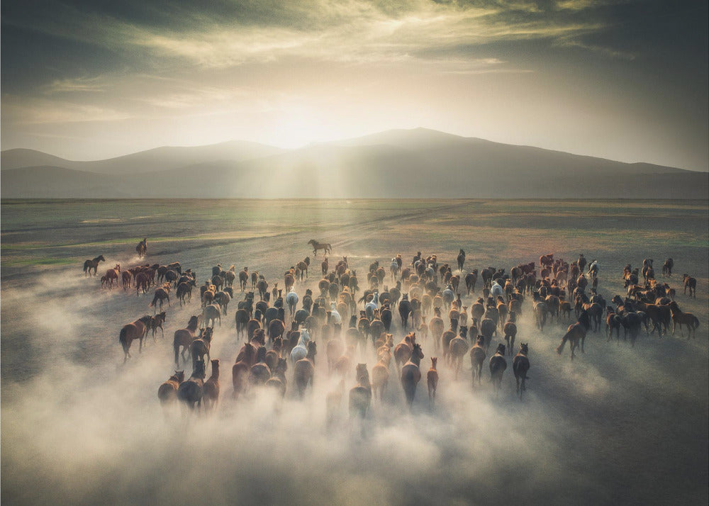 Wild Horses Wall Artwork In Black Floating Frame