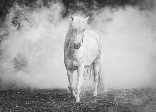 Artwork- Icelandic pony-20X16inches-In Black Floating Frame