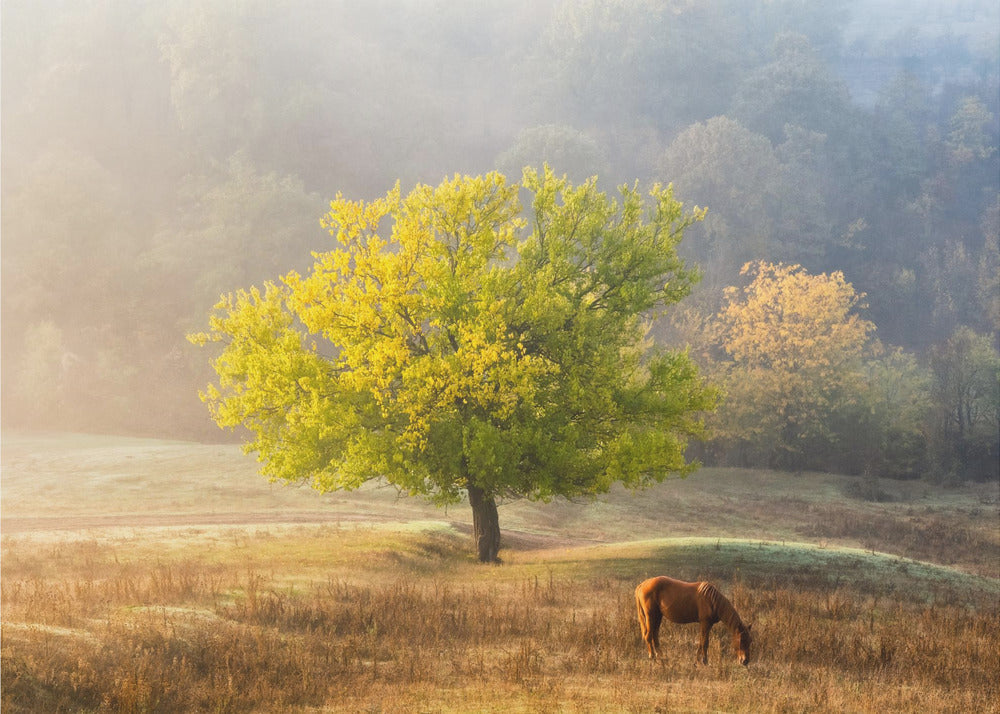 Tree of Life artwok Wall Artwork In Black Floating Frame