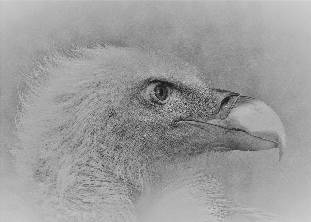 Artwork- Bald eagle-20X16inches-In Black Floating Frame