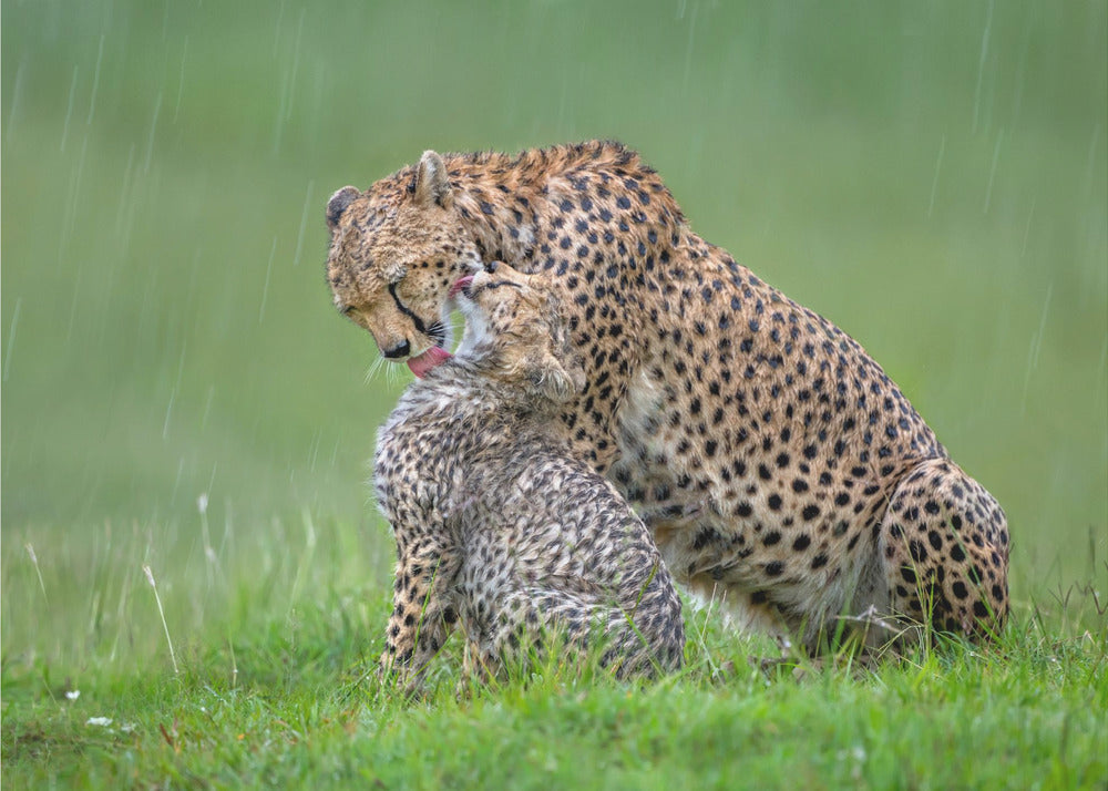 canvas prints Cheetah with cub in the rain.Felines48X36inches- Unframed