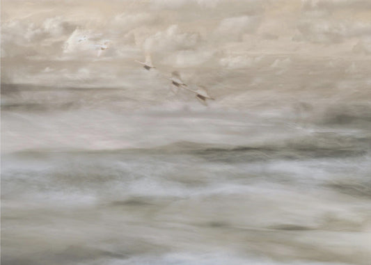 Artwork- Swans over sea-20X16inches-In Black Floating Frame