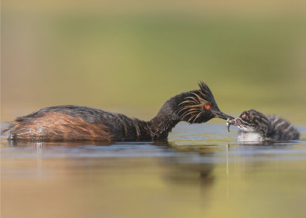 canvas prints Feeding48X36inches- Unframed